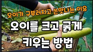 오이" 크고 굵게"원하는 만큼 따서 먹는방법! #오이크게키우는방법 #오이굵게키우는법 #오이쓴맛안나게하는법 #…