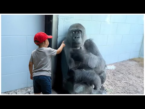 Adorable Babies Meeting Animals in Zoo and Village 😂 Funniest Animal Videos 2025!