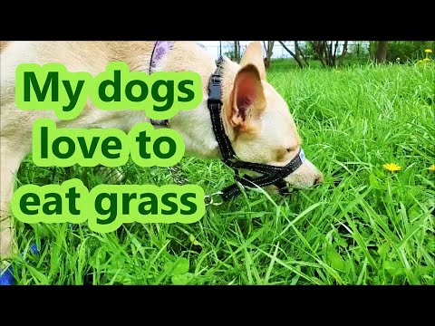 My dogs eating grass greens _ natural vitamins in a Summer for healthy dogs
