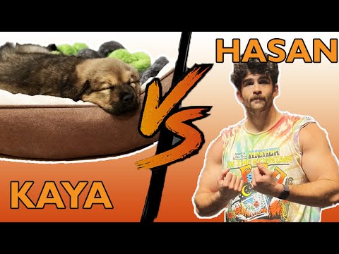 Hasanabi vs. Kaya 0-1 | Hasanabi Morning Recap 4/28