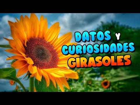 FACTS AND INTERESTING FACTS ABOUT SUNFLOWERS THAT YOU SHOULD KNOW