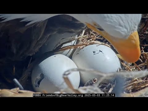 Mar 3, 2025 |  Two Pips, Chirps, and a Hatch in Progress! 🥚🦅👀