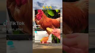 Download lagu ayam mau pakai sepatu mangga sampai plester air mp3