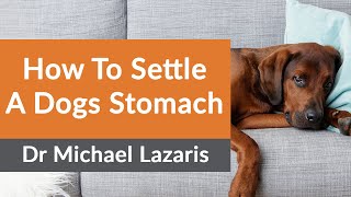 How To Settle A Dogs Stomach