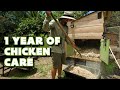 I Ve Had Backyard Chickens For 1 Year What S It Like