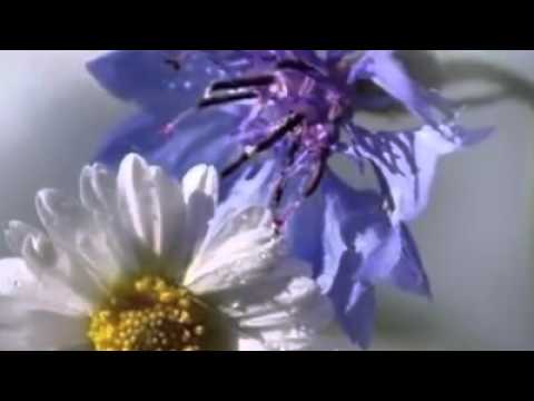 Gönül Yazar...Sen arzu ettin .