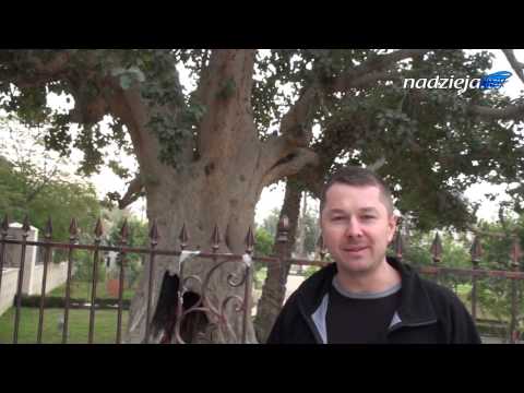 KMDW #30 - Zacheusz i drzewo sykomory