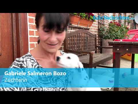 Dalmatiner auf Entdeckungstour