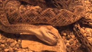 Western Diamond-backed Rattlesnake shedding