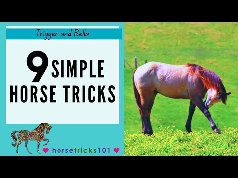 Horse Tricks 101 - 9 Simple Horse Tricks
