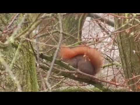 2020 01 24   Ein Baum - zwei Eichhörnchen