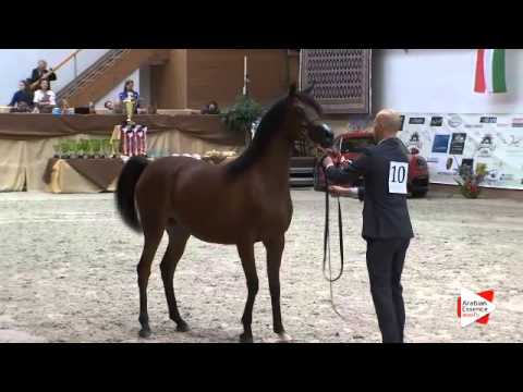 N 10 EMPUZA   Prague Intercup 2015   Yearling Fillies Class 1B
