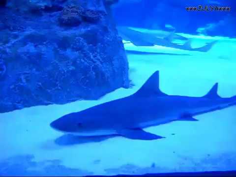 New Antalya Aquarium - Turkey Новый Анталийский аквариум - Турция