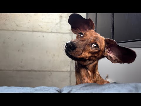 The Giant Mini Dachshund