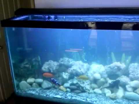 180 Gallon Mixed African Cichlid Aquarium (Upgrade!)