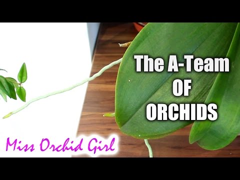 , title : 'The relationship between Orchid roots and leaves'