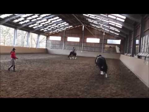 Diataro 3jähriger Wallach - Bewegungsstudie Trab 2014