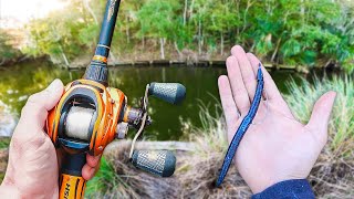 We Found The BIG BASS! (Bank Fishing)