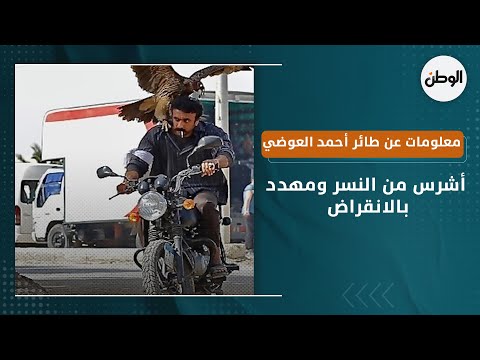 معلومات عن طائر أحمد العوضي أشرس من النسر ومهدد بالانقراض