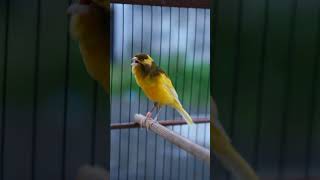 Download lagu Gacoran good posture steady duration loud volume #canarijogja mp3 Download lagu Gacoran good posture steady duration loud volume #canarijogja mp3