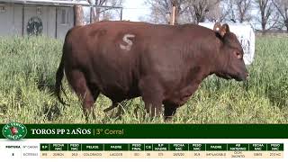 2 Toros PP 2 años - Gregorio Aberasturi - Plaza Ganadera