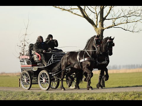 Stal Okkema's pair of geldings - left: Coco & right: Hammelton