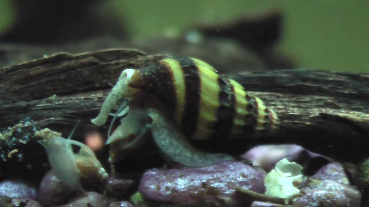 Assassin Snail • Care Guide (Tank Setup, Mates & Diet)