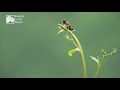 Species Spot Bumblebee Hummingbird