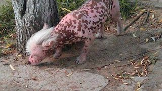 18 Genetically Modified Organisms You Don&#39;t Know About