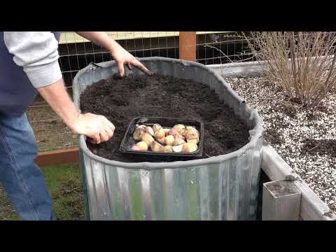 , title : 'Growing Potatoes In Raised Beds'