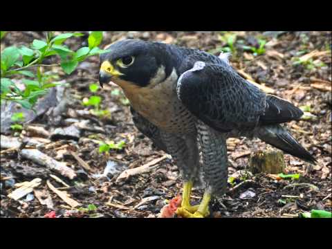 Solarstone with Giuseppe Ottaviani - Falcons (Falcon Remix)