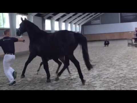 HP Deia e. For Romance II x De Niro x Bolero.