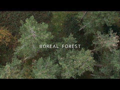 Mammal Hands - Boreal Forest (Official Video) [Gondwana Records]