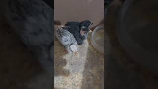 Pintinhos Garnizé. Dois São De Pescoço Pelado - 2