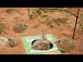 Technique Unique DIY Quick Quail Trap Using Cardboard Box Survival Outdoors Bushcraft