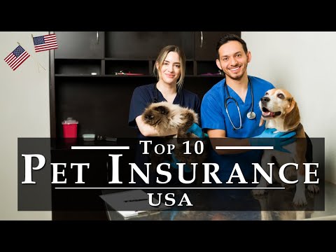 Best Pet Insurance in USA [Detail Reviews] 2022 | Top 10 US Pet Insurance Companies, Cost & Covers