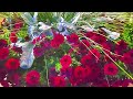 Beautiful Natural Flowers Gardens ​ Nature​ Flowers​ Nature​ Flower​ Youtube