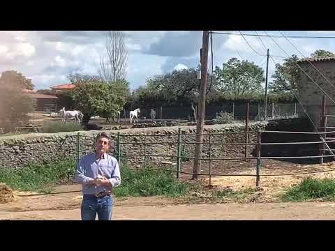 YEGUADA VICTORINO MARTIN. PURA SANGRE LUSITANO. DOMA CLÁSICA Y REJONEO