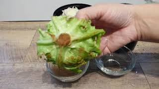 Can you regrow lettuces? How to reuse kitchen waste