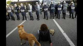 Riot Dog Loukanikos (Greek Crisis)