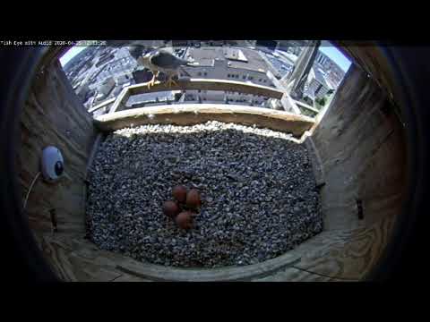 April 25 2020 Ares leaves the nest to deal with an intruder 1231PM