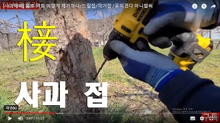 [사과재배] 홍로 액화 어떻게  제거하나/드릴접/깍기접 /꽃피겠다 아니벌써