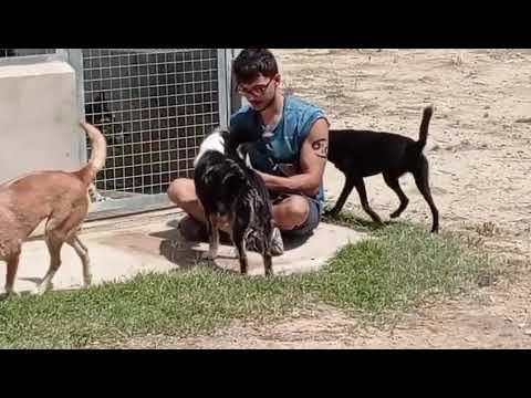 Reencuentro de Sirena, Lapa, Melva, Piraña y Balviana con Salmon