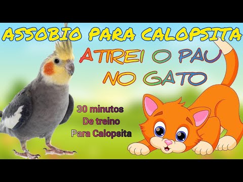 ASSOBIO PARA CALOPSITA - ATIREI O PAU NO GATO [TREINAMENTO PARA CALOPSITA]