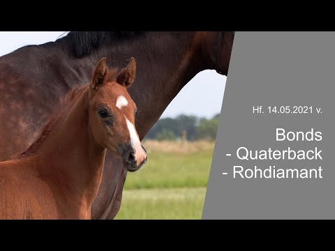 Hf v Bonds x Quaterback x Rohdiamant 2021 2