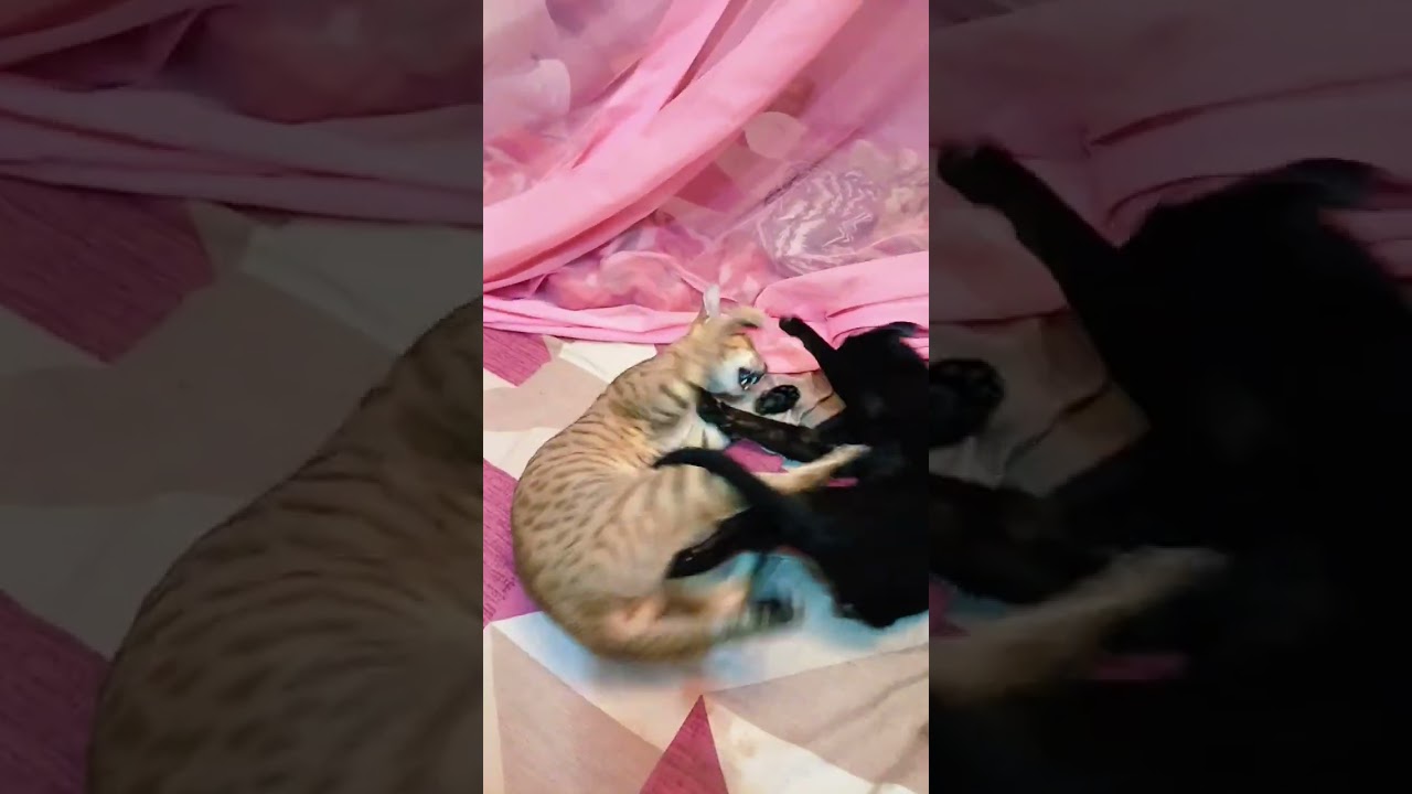 cat 🐈 short #video #cat #pets #viral #funny cute 🥺 animal 😁