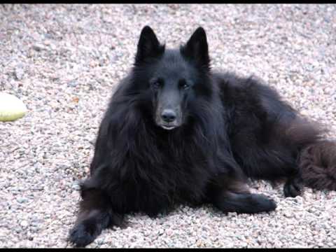 Hampel. Falco Hampel.