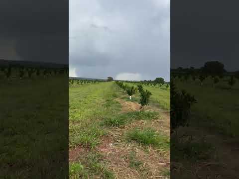 Laranja pera rio em formação no pomar em Paranaiba Mato Grosso do Sul #agricultura #fazenda #laranja