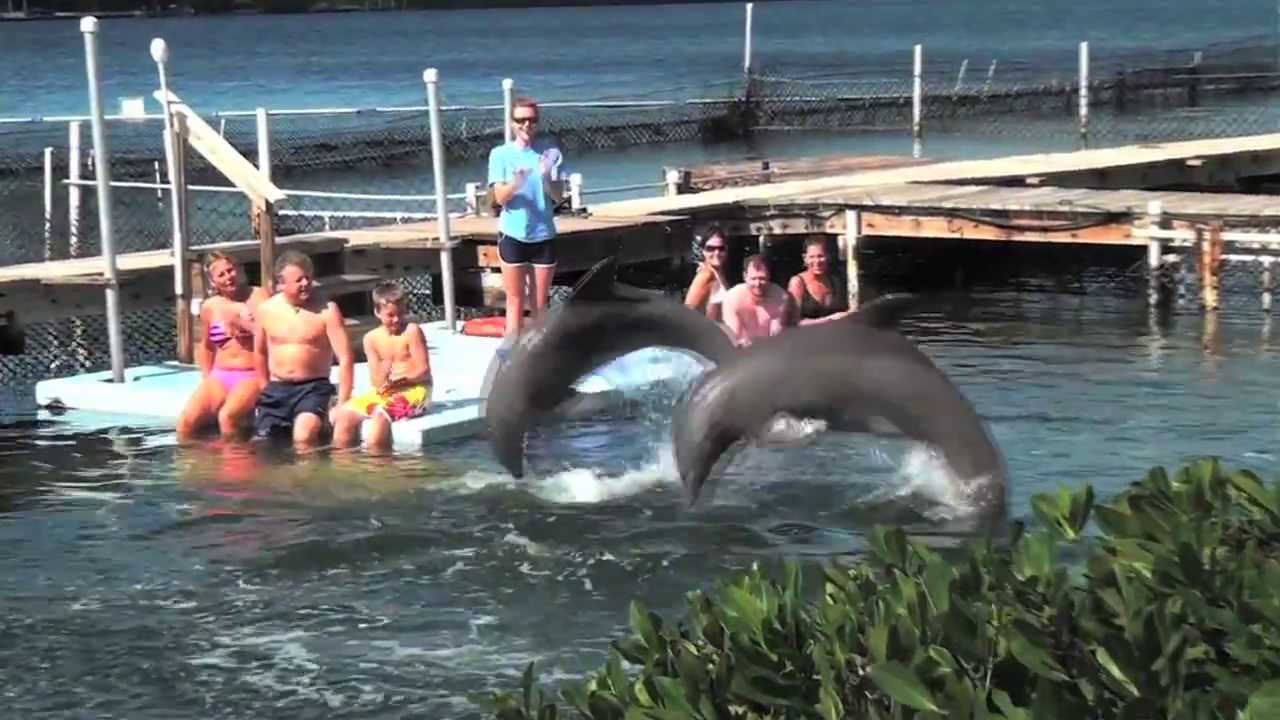 Dolphin Research Center Marathon Florida - video by Conch Records in The Florida Keys