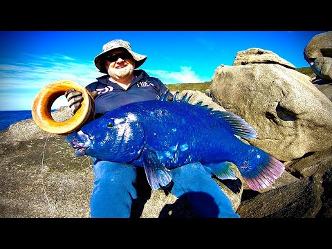 Western Blue Grouper on HANDLINES